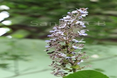 Clerodendrum serratum var. dentatum